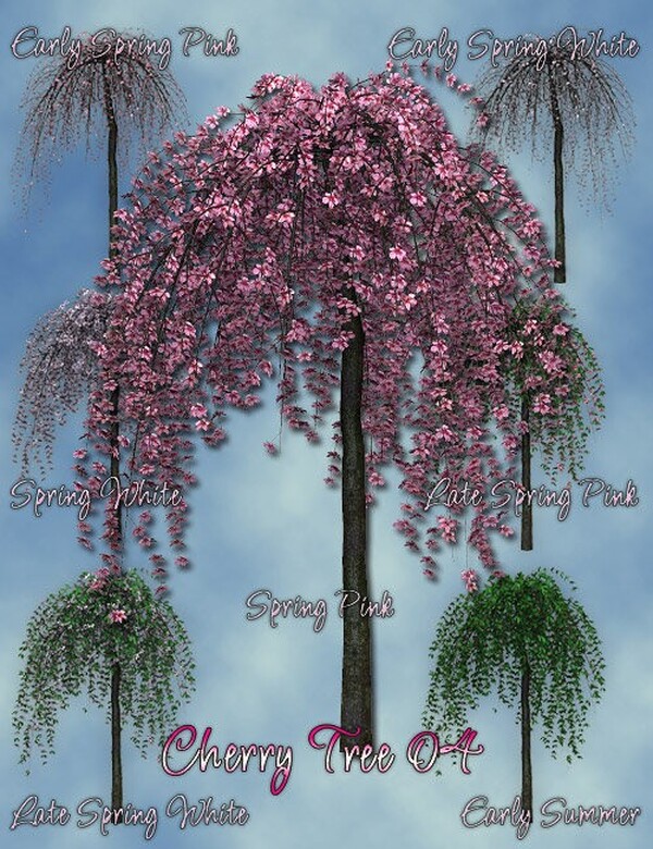 Lisa's Botanicals Cherry Trees by N/A
