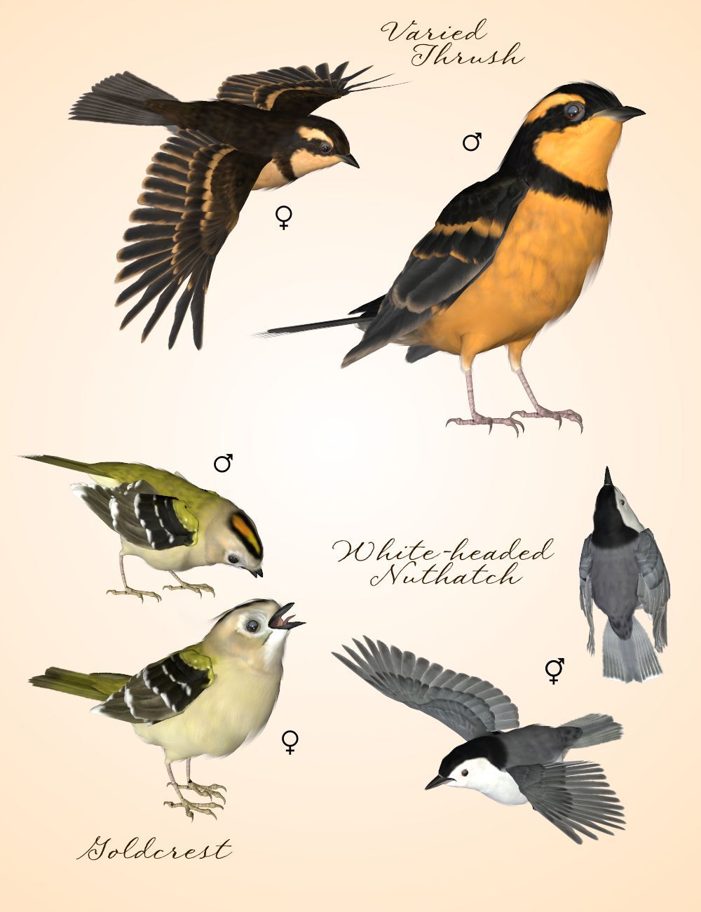 Songbird ReMix Woodland Jewels by N/A