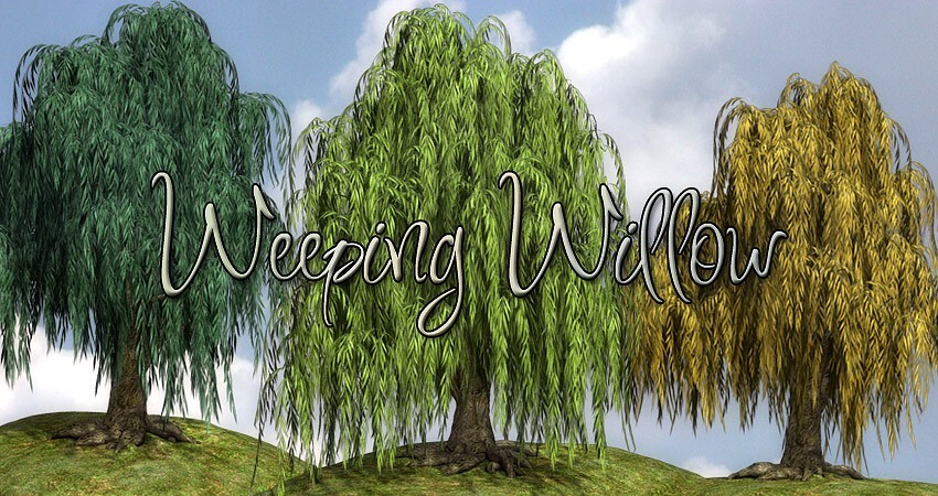 Lisa's Botanicals - Weeping Willow by N/A