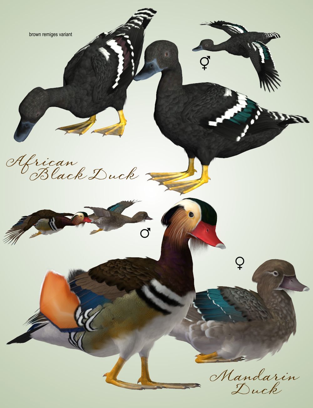 Songbird ReMix Waterfowl Vol 1 - Dabbling Ducks by N/A