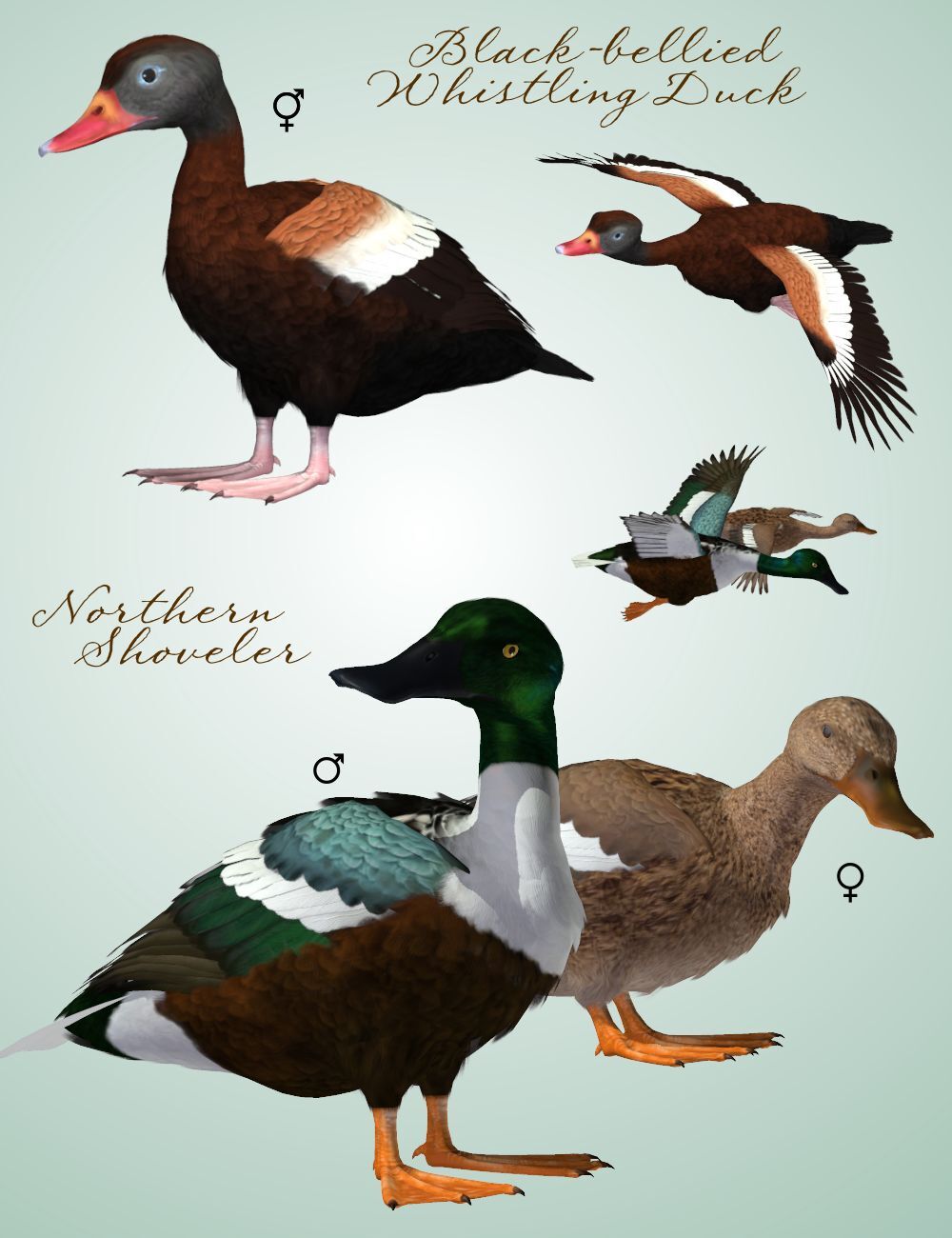 Songbird ReMix Waterfowl Vol 1 - Dabbling Ducks by N/A