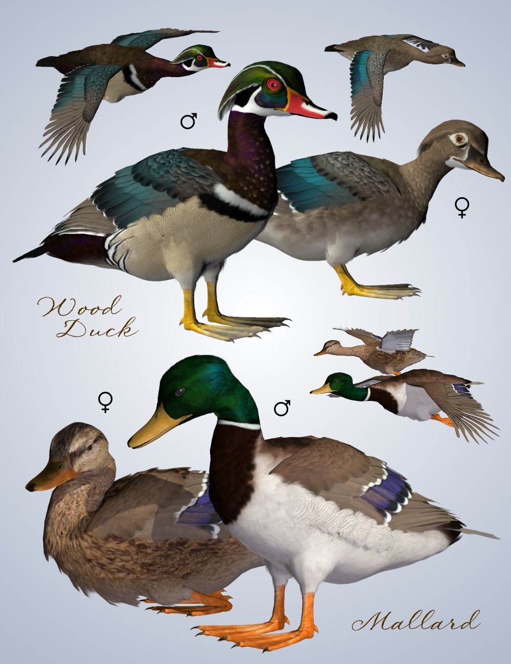 Songbird ReMix Waterfowl Vol 1 - Dabbling Ducks by N/A