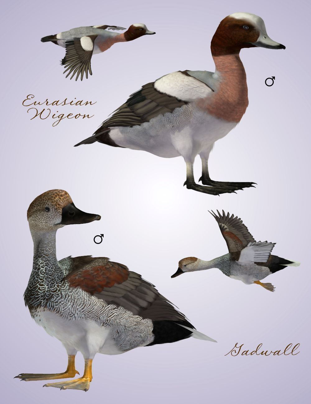 Songbird ReMix Waterfowl Vol 1 - Dabbling Ducks by N/A