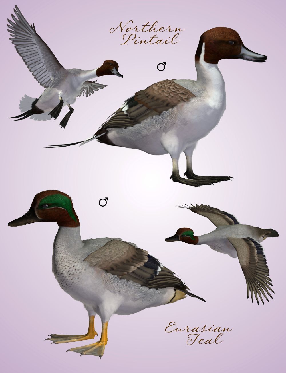 Songbird ReMix Waterfowl Vol 1 - Dabbling Ducks by N/A