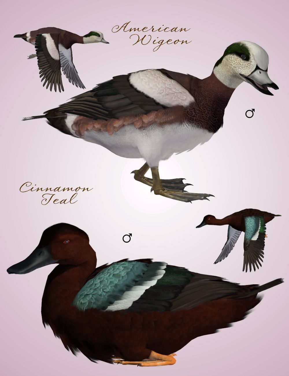 Songbird ReMix Waterfowl Vol 1 - Dabbling Ducks by N/A