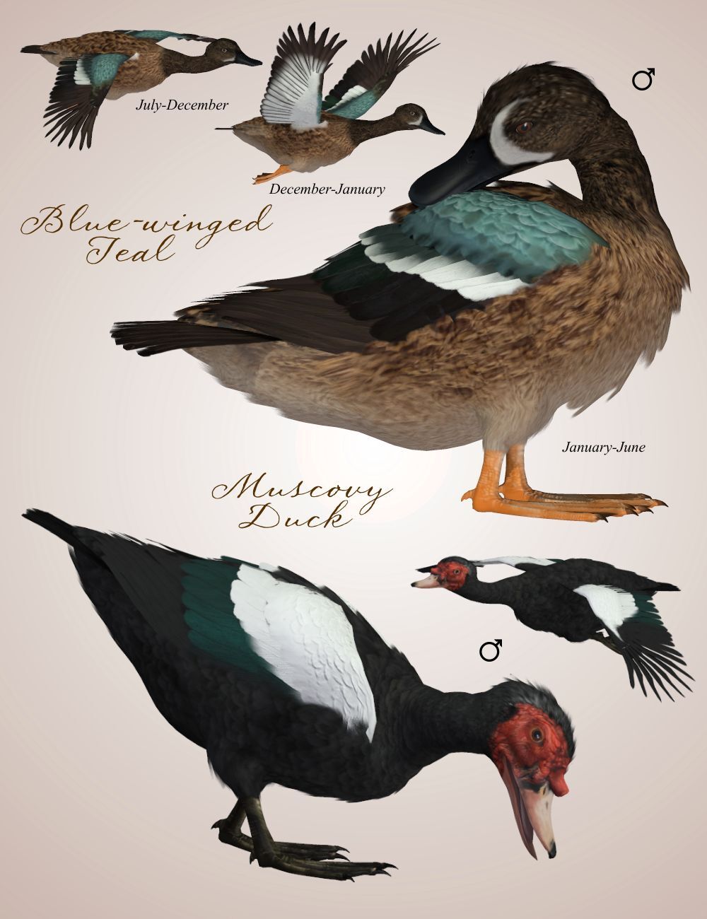 Songbird ReMix Waterfowl Vol 1 - Dabbling Ducks by N/A