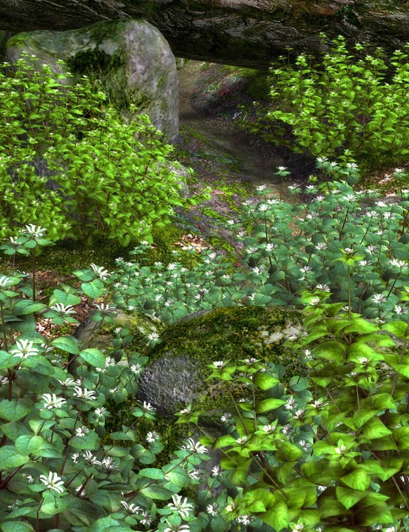 Lisa's Botanicals - Starweed by N/A