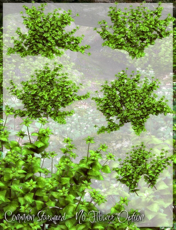 Lisa's Botanicals - Starweed by N/A