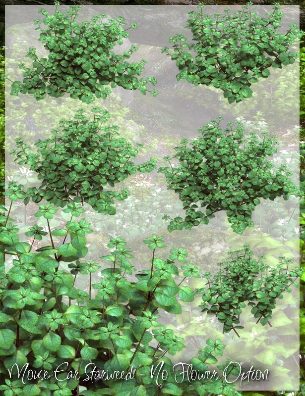 Lisa's Botanicals - Starweed by N/A