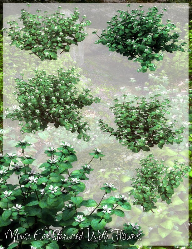 Lisa's Botanicals - Starweed by N/A
