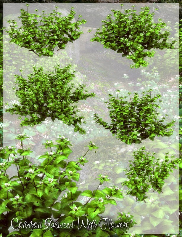Lisa's Botanicals - Starweed by N/A