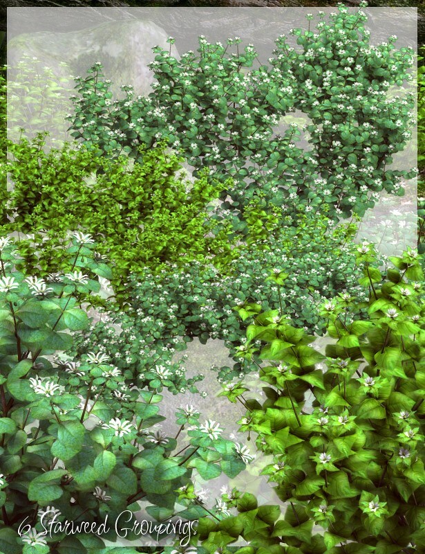 Lisa's Botanicals - Starweed by N/A