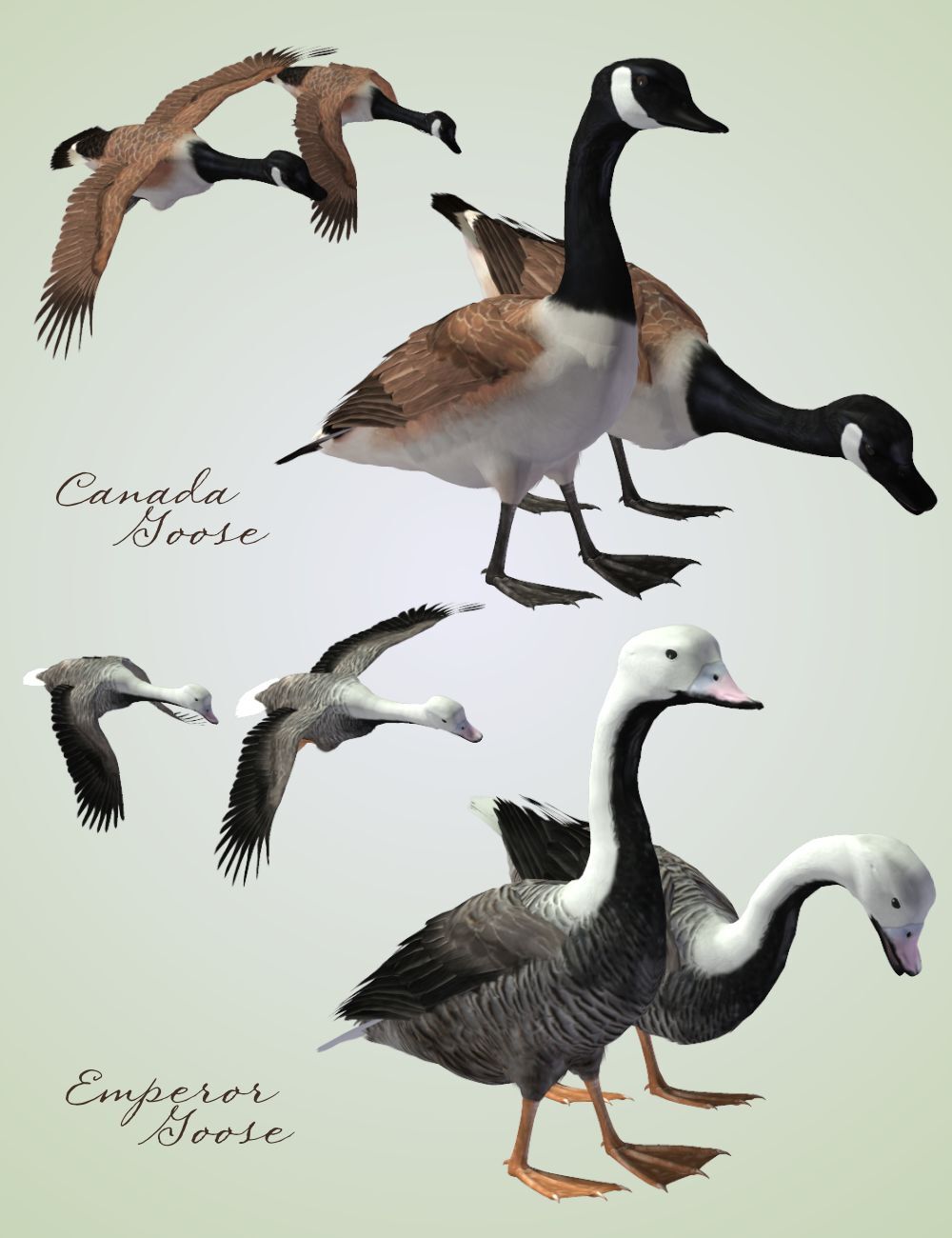 Songbird ReMix  Waterfowl Vol 4 - Geese, Loons, Grebes & Coots by N/A