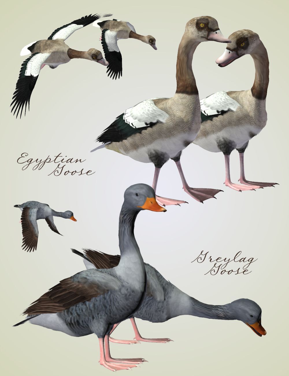 Songbird ReMix  Waterfowl Vol 4 - Geese, Loons, Grebes & Coots by N/A