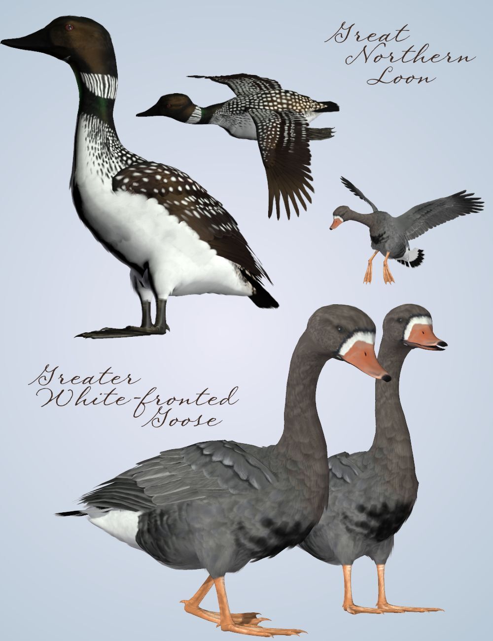 Songbird ReMix  Waterfowl Vol 4 - Geese, Loons, Grebes & Coots by N/A