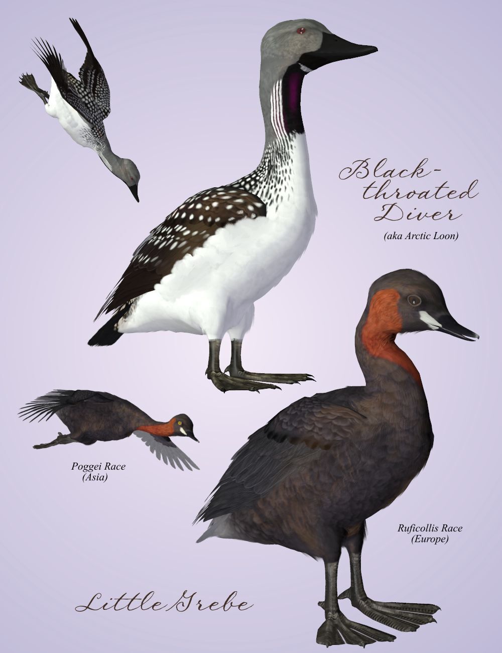 Songbird ReMix  Waterfowl Vol 4 - Geese, Loons, Grebes & Coots by N/A