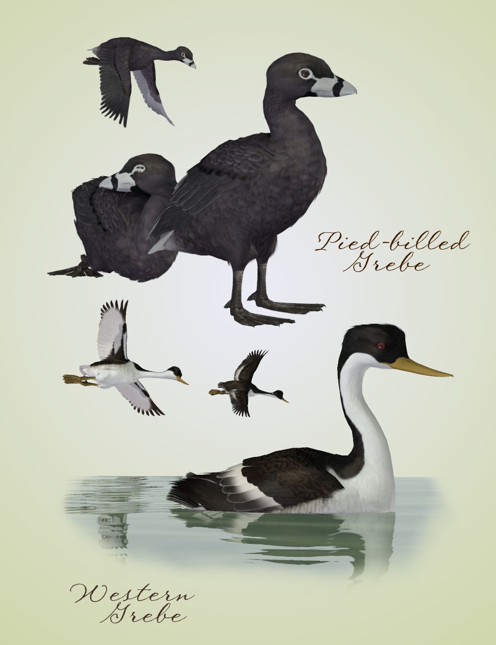 Songbird ReMix  Waterfowl Vol 4 - Geese, Loons, Grebes & Coots by N/A