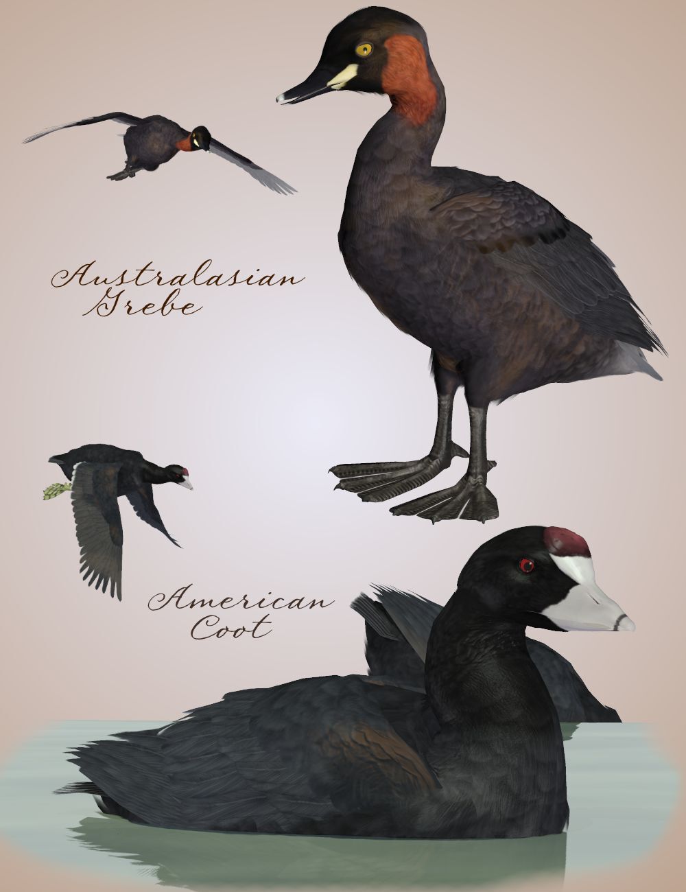 Songbird ReMix  Waterfowl Vol 4 - Geese, Loons, Grebes & Coots by N/A