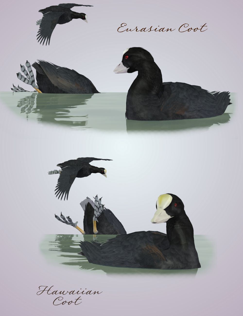 Songbird ReMix  Waterfowl Vol 4 - Geese, Loons, Grebes & Coots by N/A