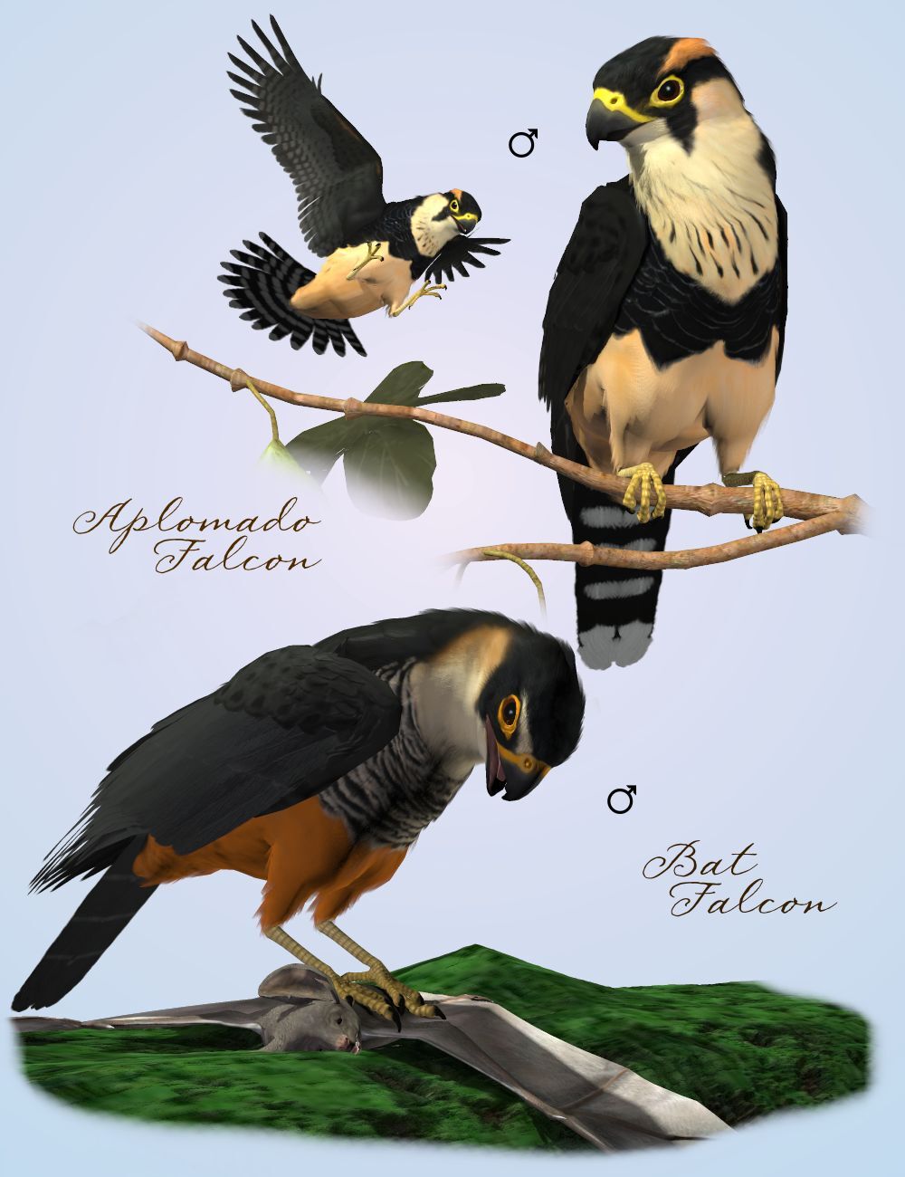 Songbird ReMix Birds of Prey Vol 1 Mini-Set - Falcons by N/A
