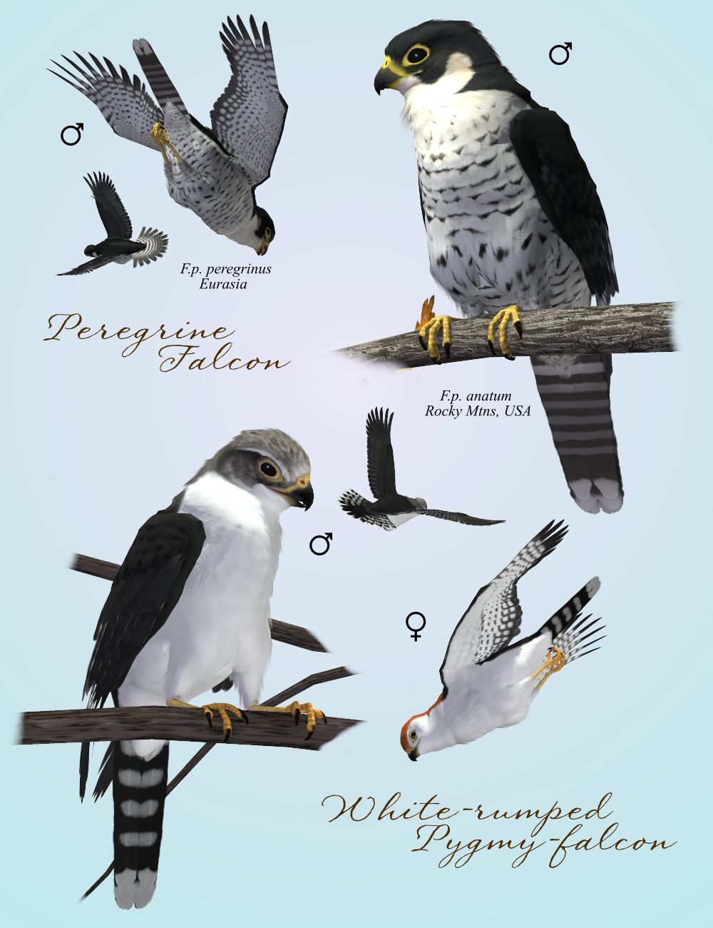 Songbird ReMix Birds of Prey Vol 1 Mini-Set - Falcons by N/A