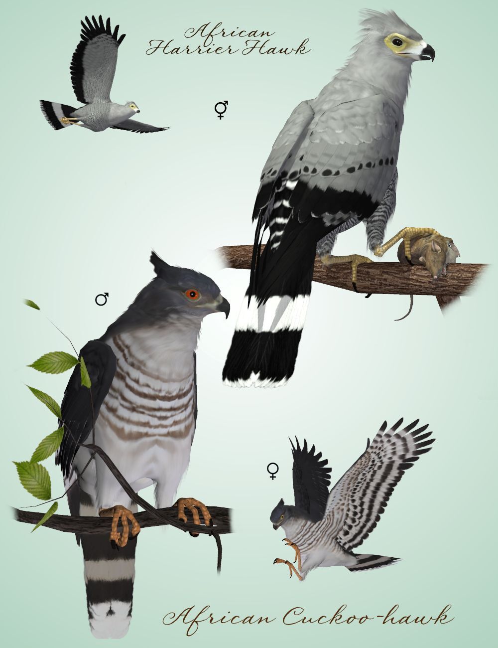 Songbird ReMix Birds of Prey Vol 2 Mini-Set - African Hawks by N/A