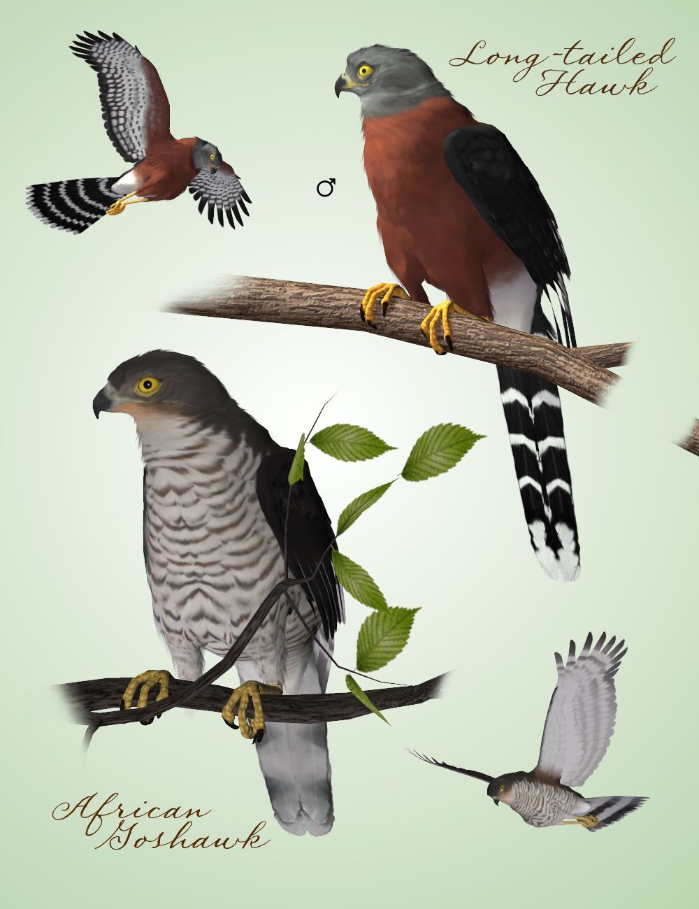 Songbird ReMix Birds of Prey Vol 2 Mini-Set - African Hawks by N/A