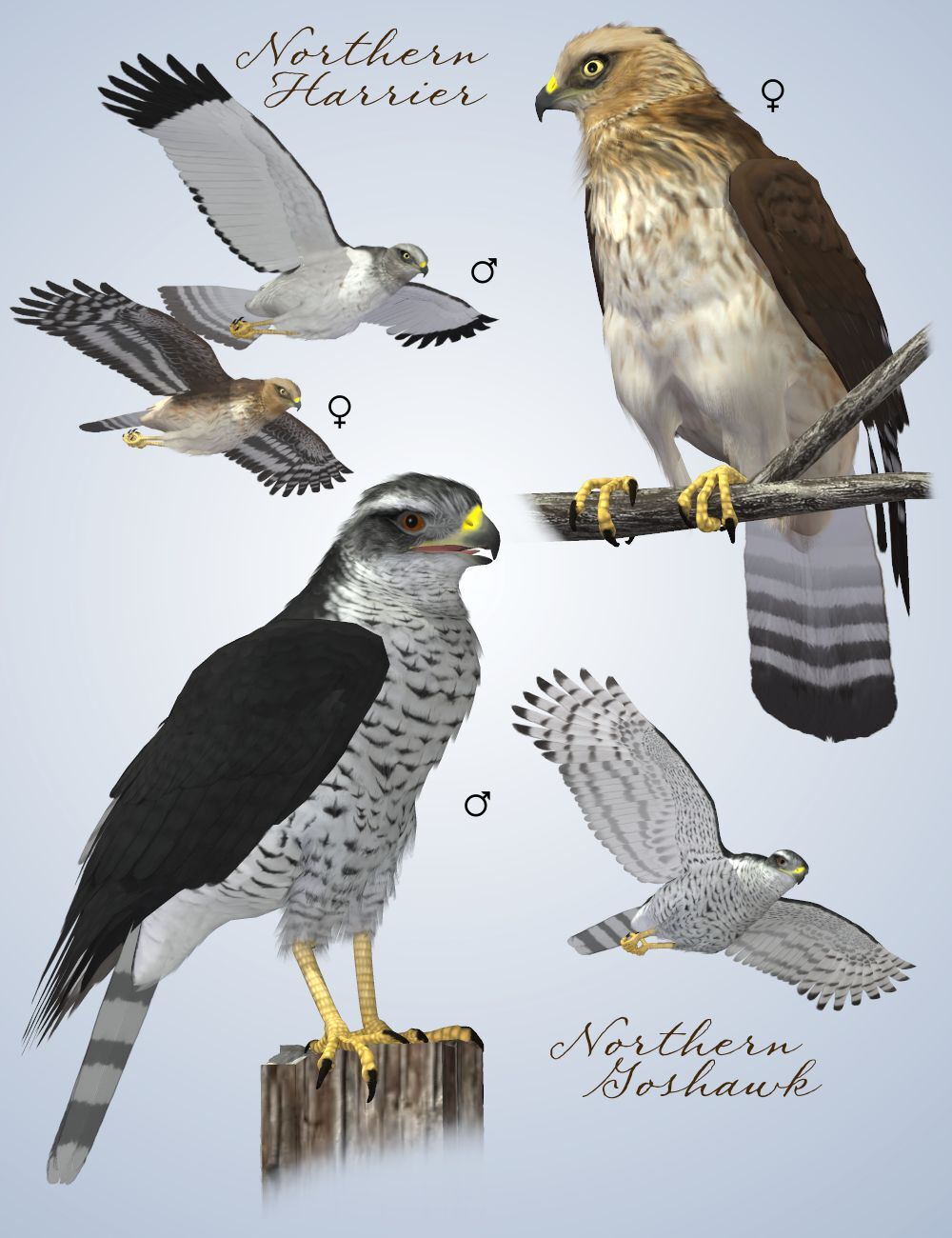 Songbird ReMix Birds of Prey Vol 3 Mini-Set - Hawks of Canada by N/A