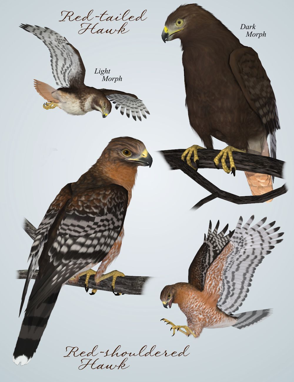 Songbird ReMix Birds of Prey Vol 3 Mini-Set - Hawks of the U.S. by N/A