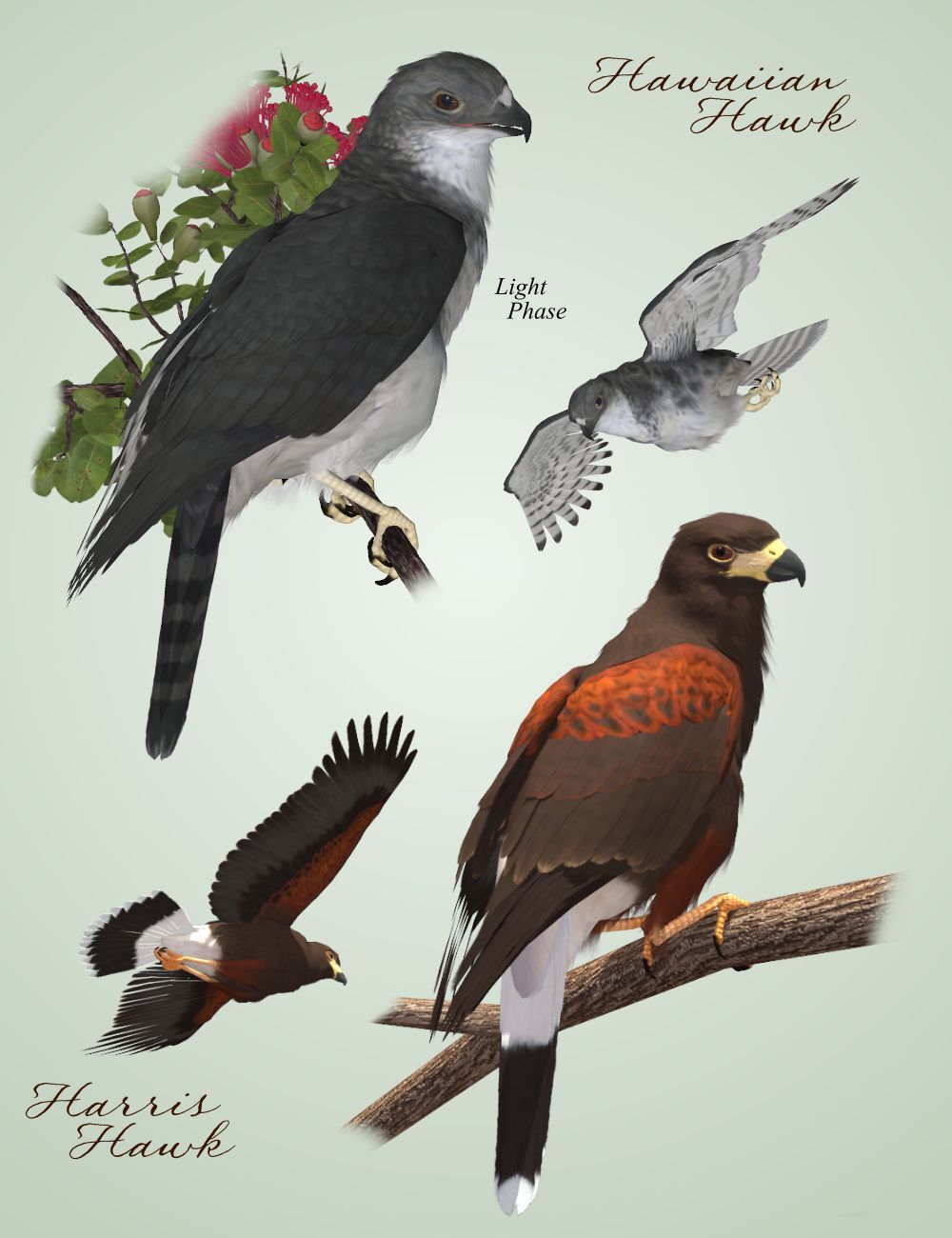 Songbird ReMix Birds of Prey Vol 3 Mini-Set - Hawks of the U.S. by N/A
