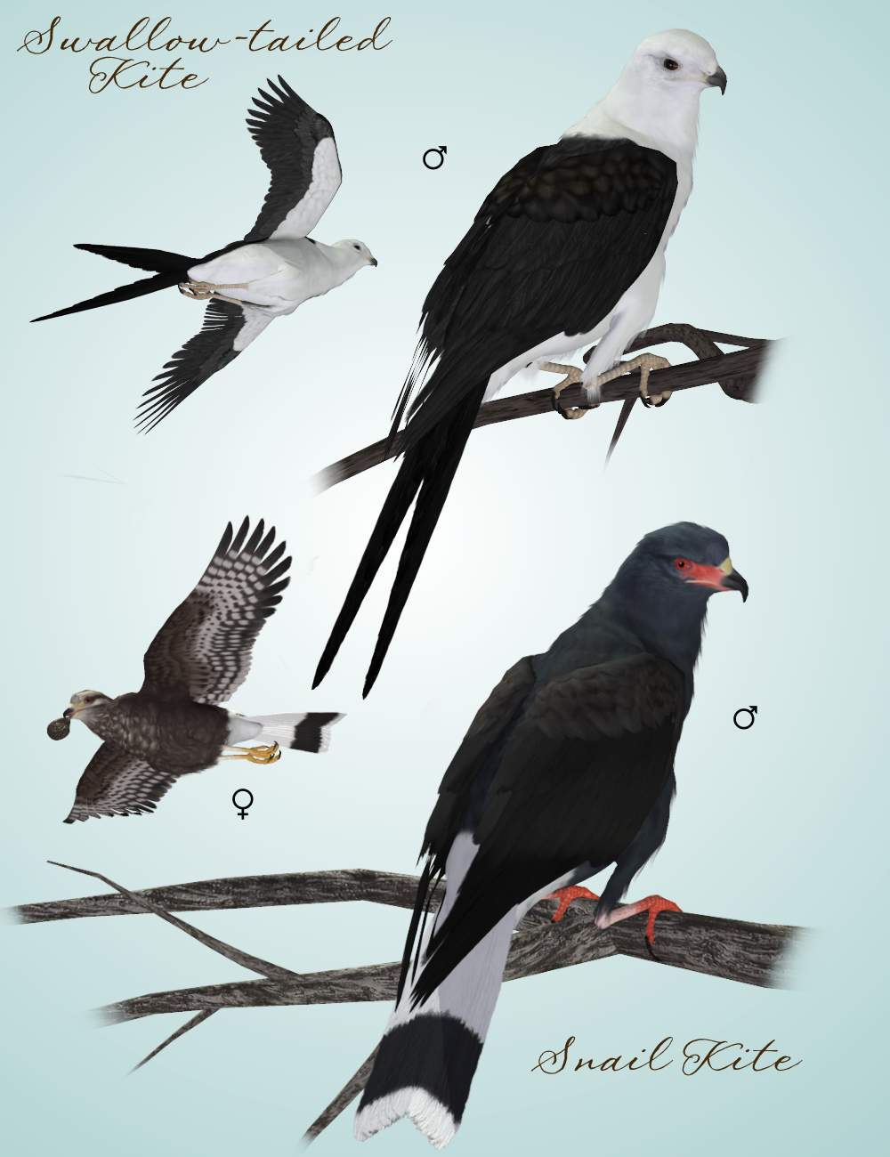 SBRM Birds of Prey Vol 3 Mini-Set - Hawks of Central & South America by N/A
