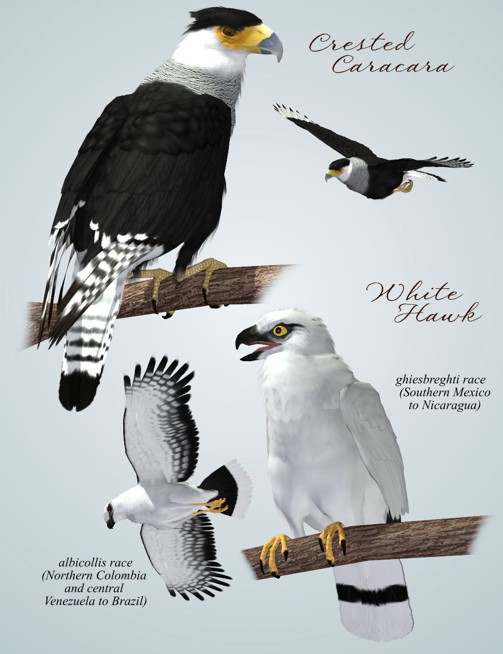 SBRM Birds of Prey Vol 3 Mini-Set - Hawks of Central & South America by N/A
