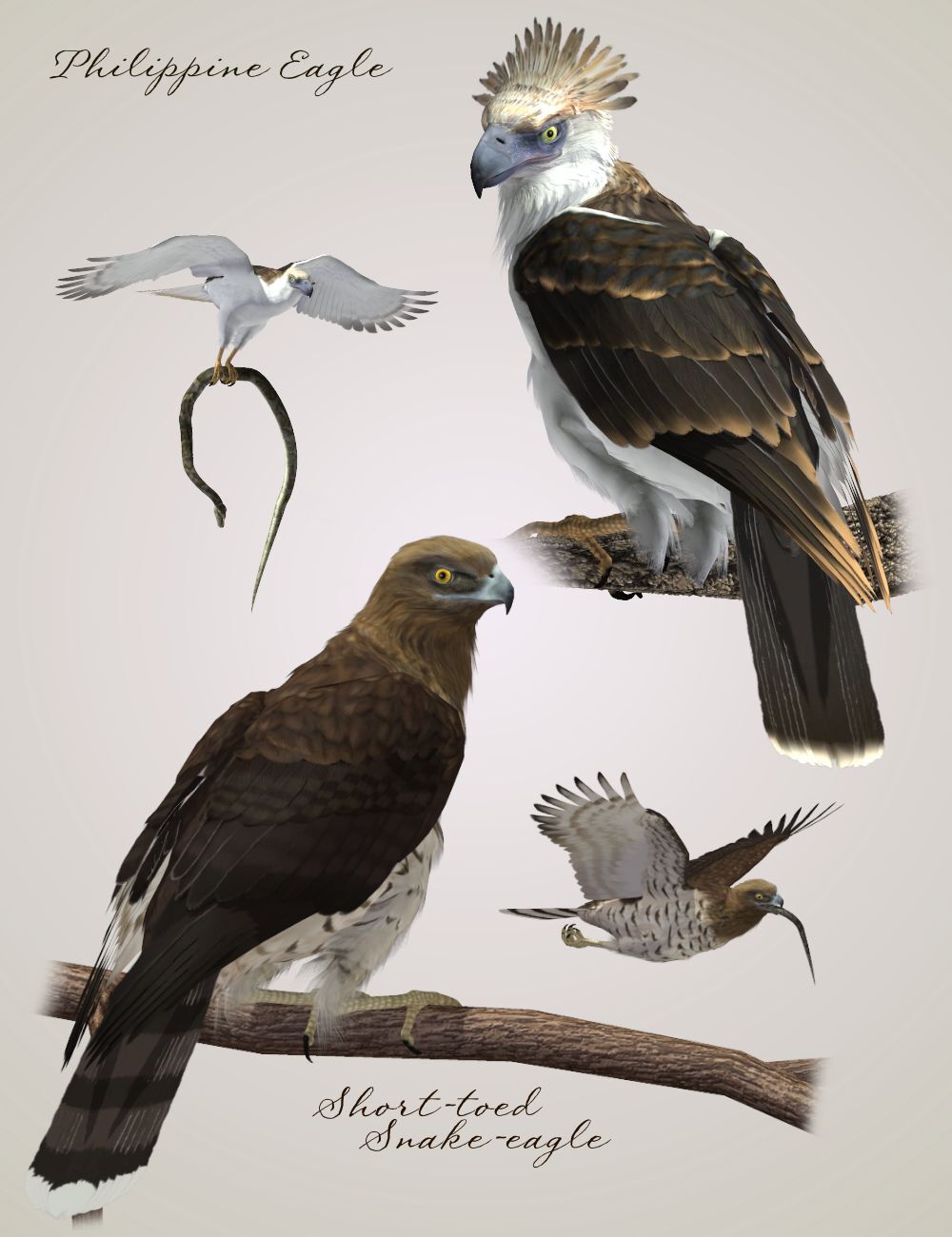Songbird ReMix Birds of Prey Vol 4 Mini-Set - Fish and Snake Eagles by N/A
