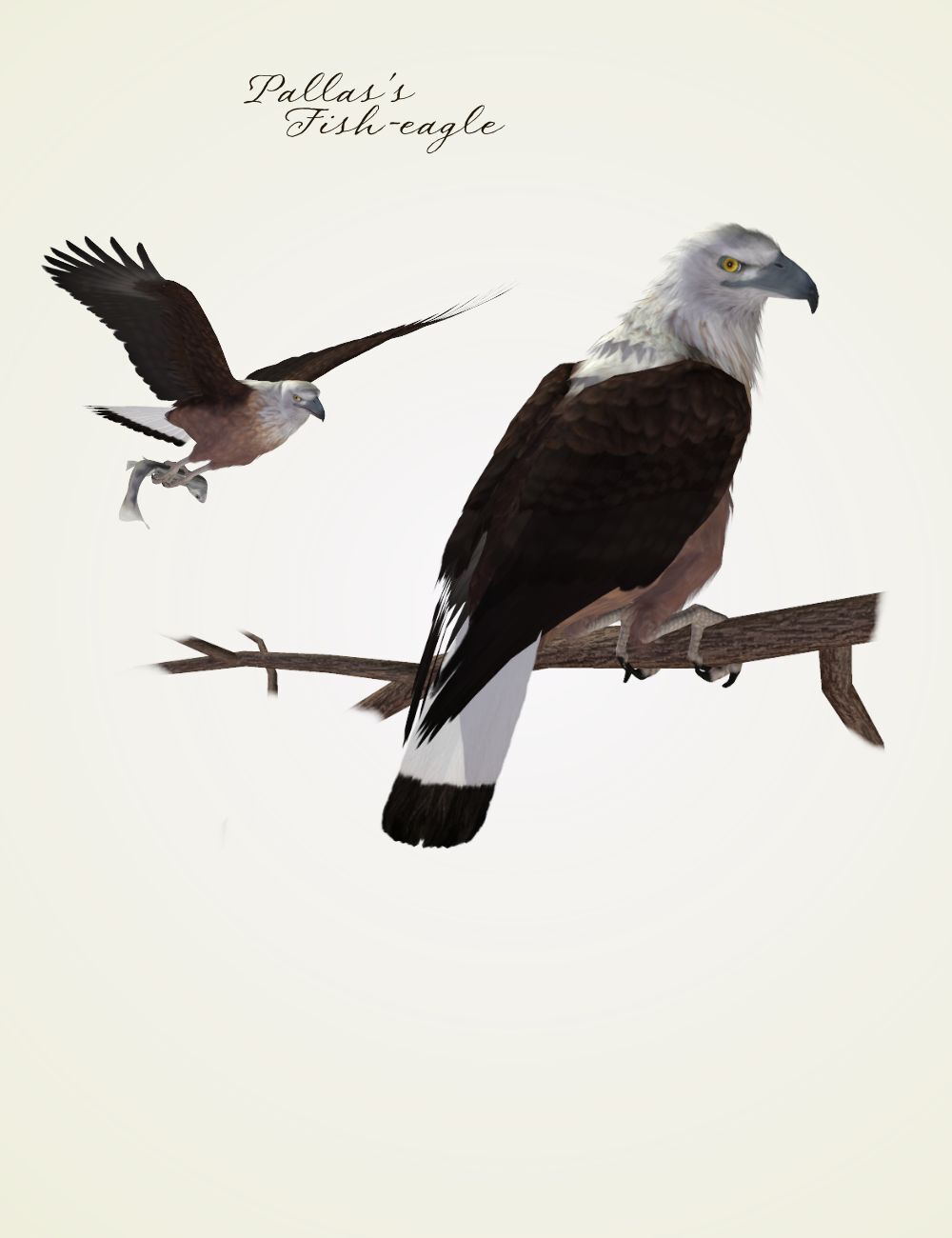 Songbird ReMix Birds of Prey Vol 4 Mini-Set - Fish and Snake Eagles by N/A