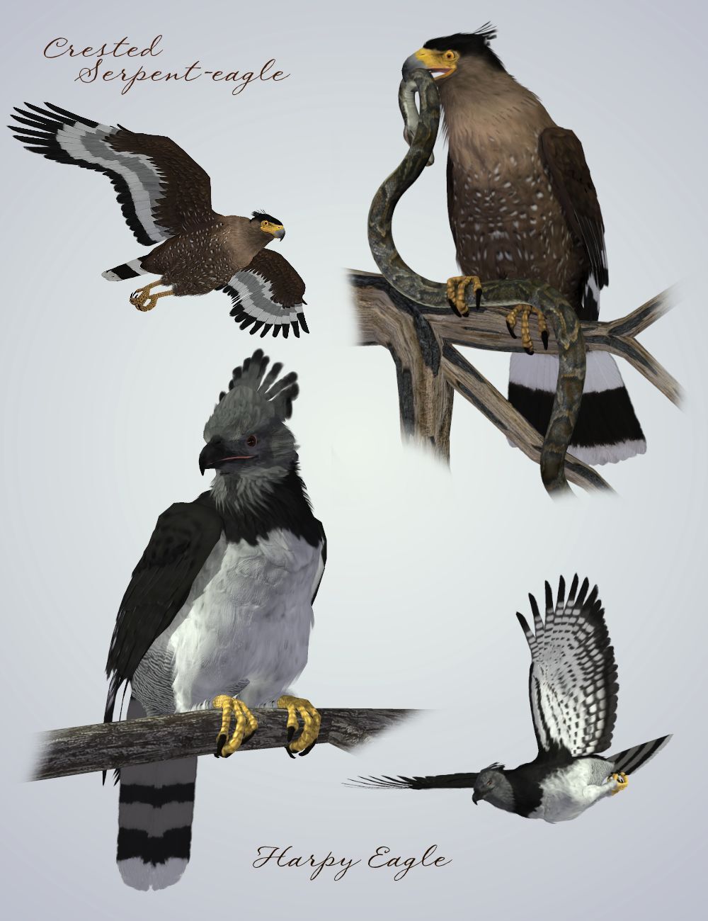 Songbird ReMix Birds of Prey Vol 4 Mini-Set - Crested Eagles by N/A