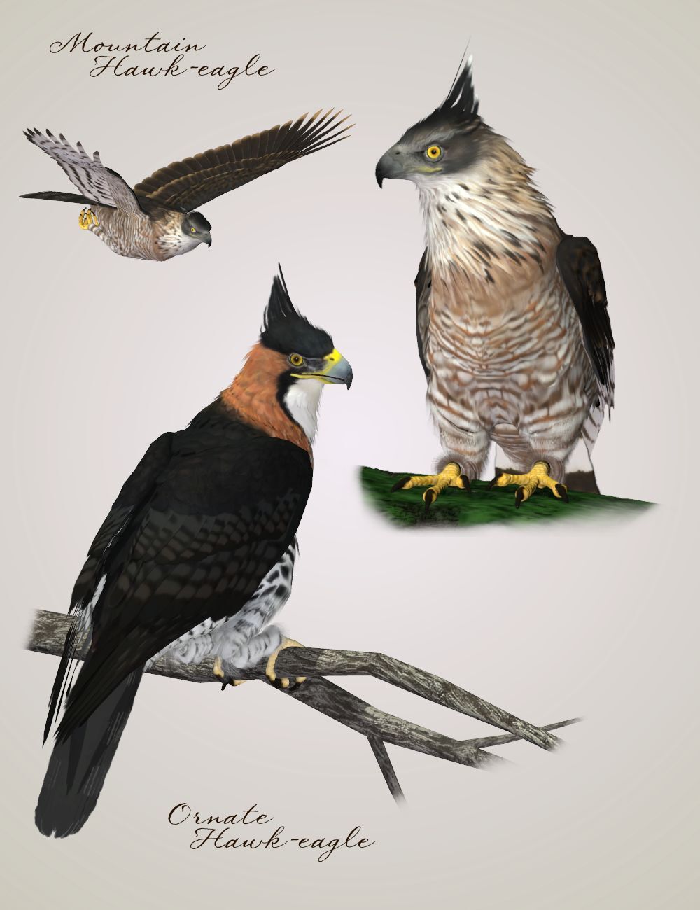 Songbird ReMix Birds of Prey Vol 4 Mini-Set - Crested Eagles by N/A