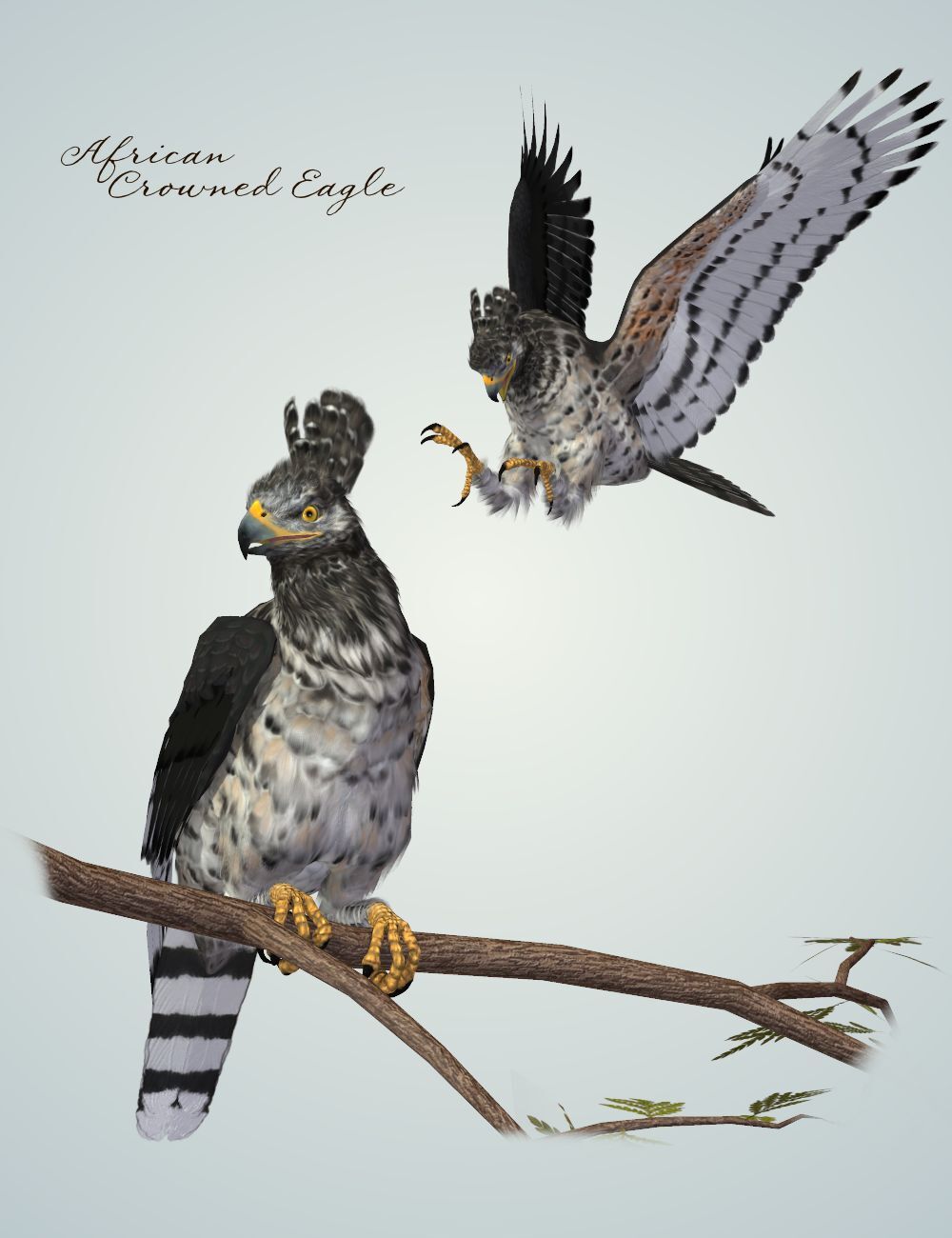 Songbird ReMix Birds of Prey Vol 4 Mini-Set - Crested Eagles by N/A