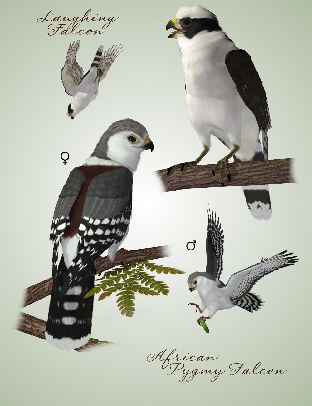 Songbird ReMix Birds of Prey Vol 5 - Falcons, Hawks & Eagles by N/A