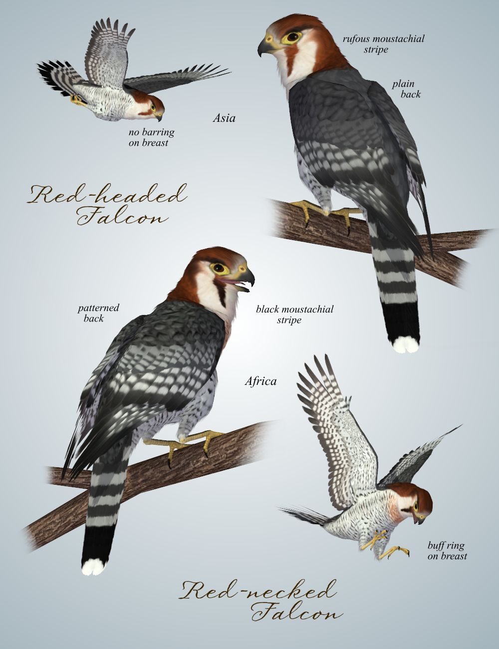 Songbird ReMix Birds of Prey Vol 5 - Falcons, Hawks & Eagles by N/A