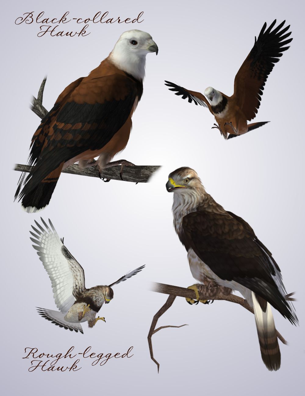 Songbird ReMix Birds of Prey Vol 5 - Falcons, Hawks & Eagles by N/A