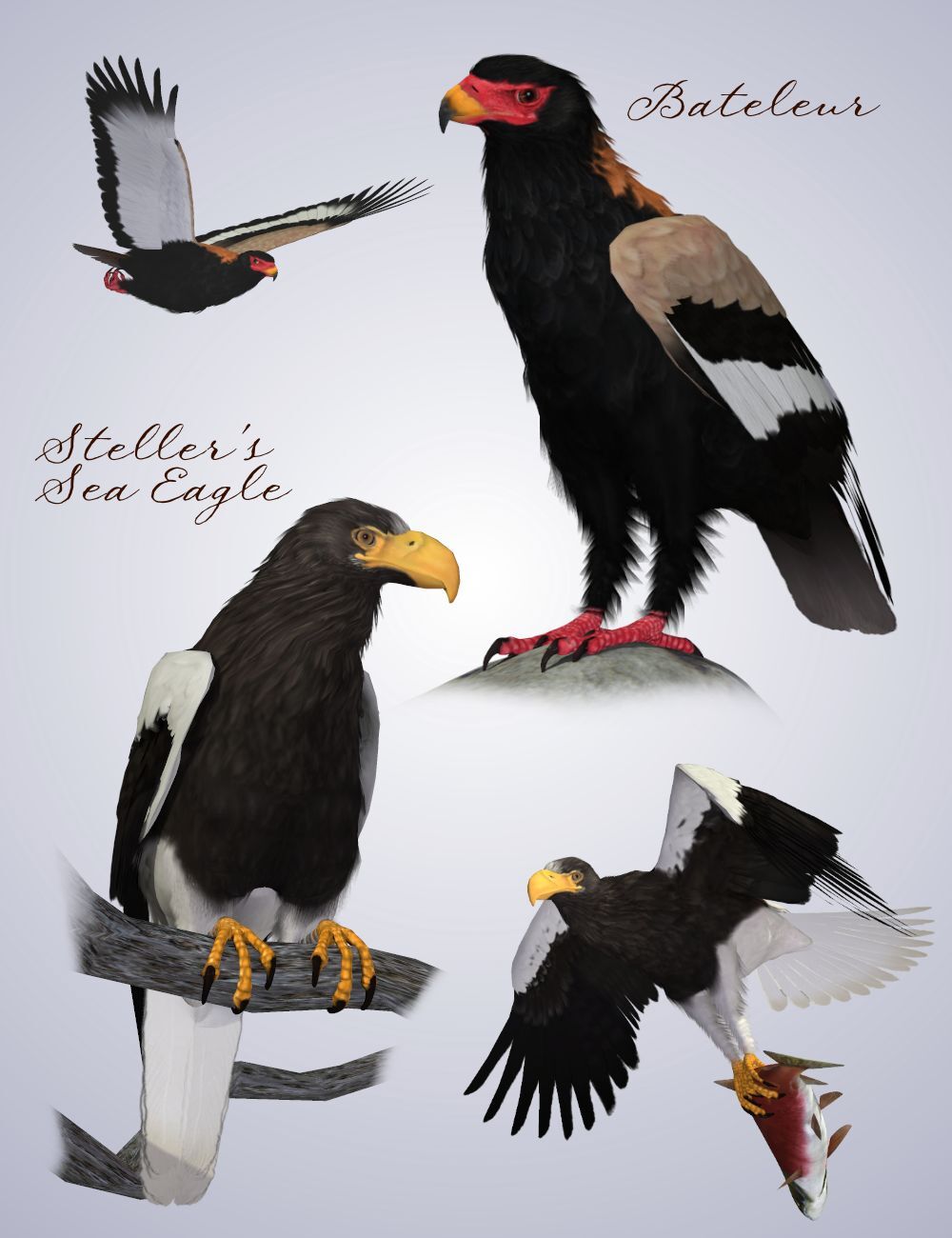 Songbird ReMix Birds of Prey Vol 5 - Falcons, Hawks & Eagles by N/A