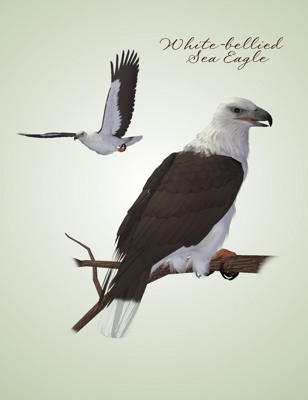 Songbird ReMix Birds of Prey Vol 5 - Falcons, Hawks & Eagles by N/A