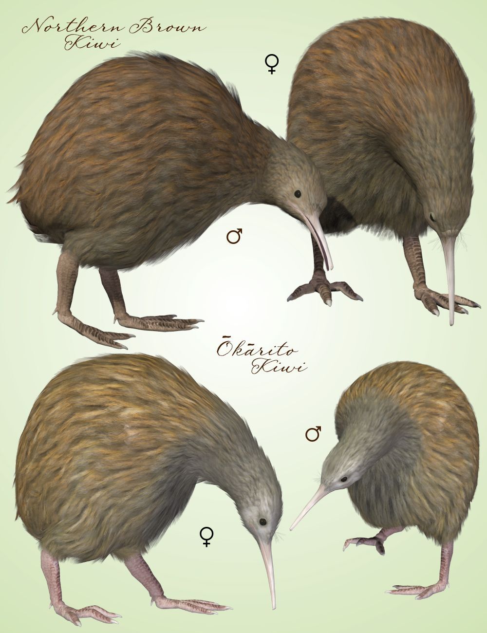 Songbird ReMix Kiwis by N/A