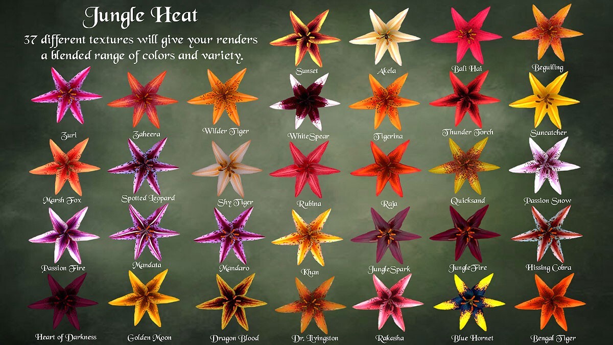 Jungle Heat for Asiatic Lily by N/A