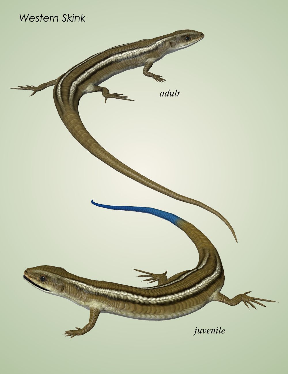 Nature's Wonders Lizards of the World Vol. 1 by N/A