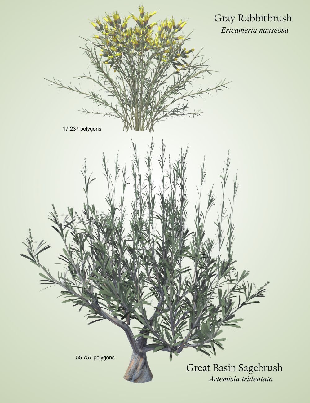 Nature's Wonders Sagebrush Habitat by N/A