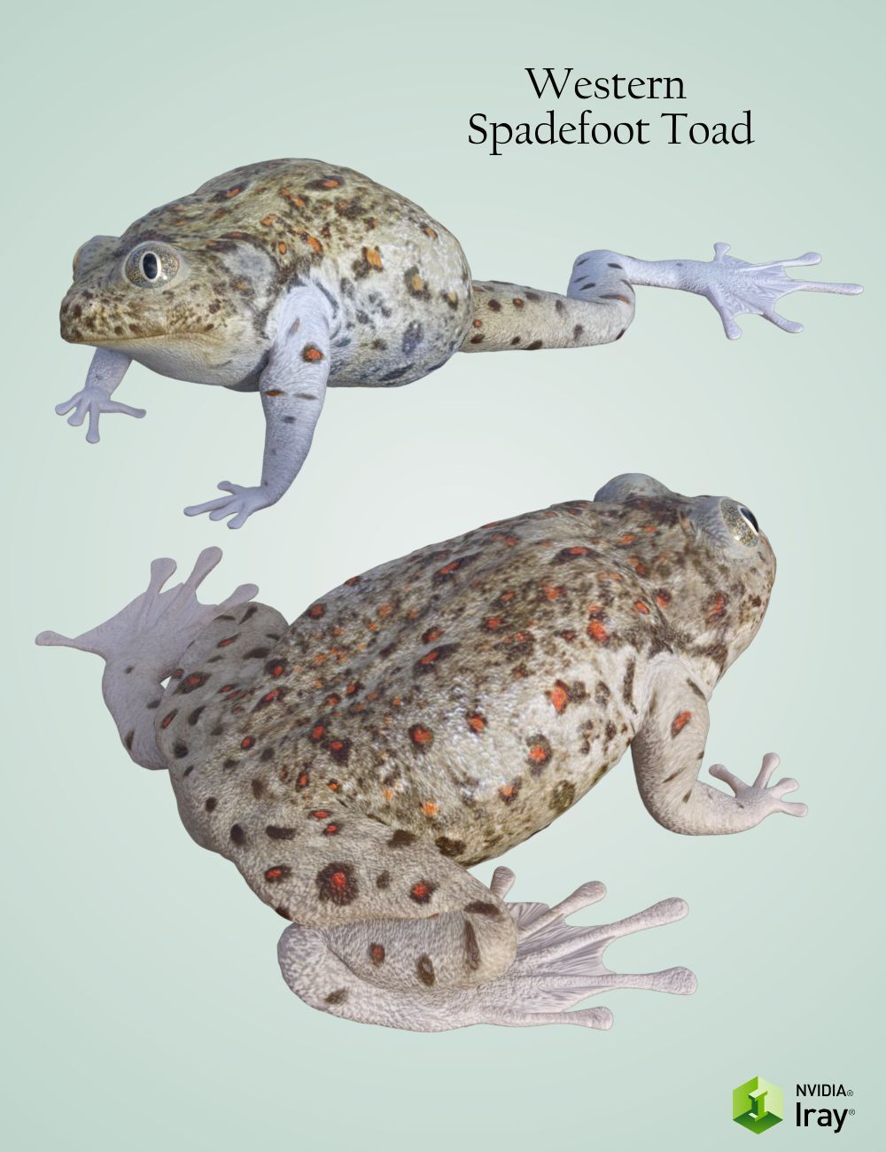 Nature's Wonders Frogs of the World Vol. 3 by N/A