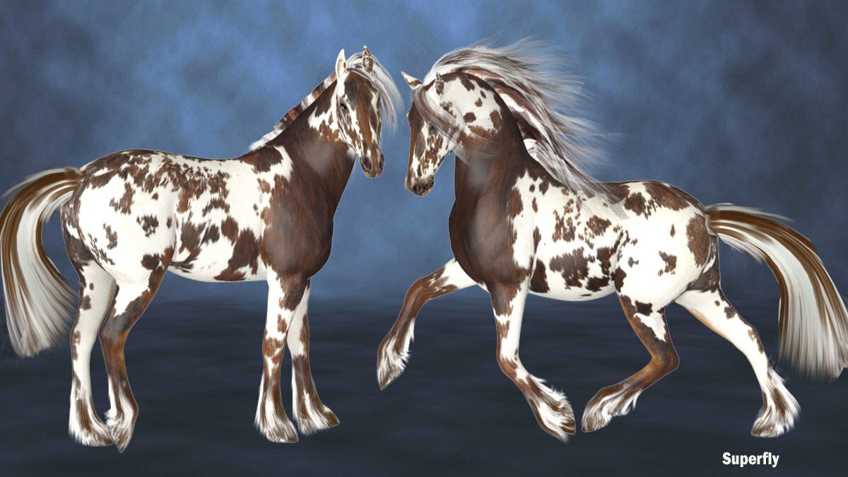 FL Chocolate Beauty for the HW Horse by N/A