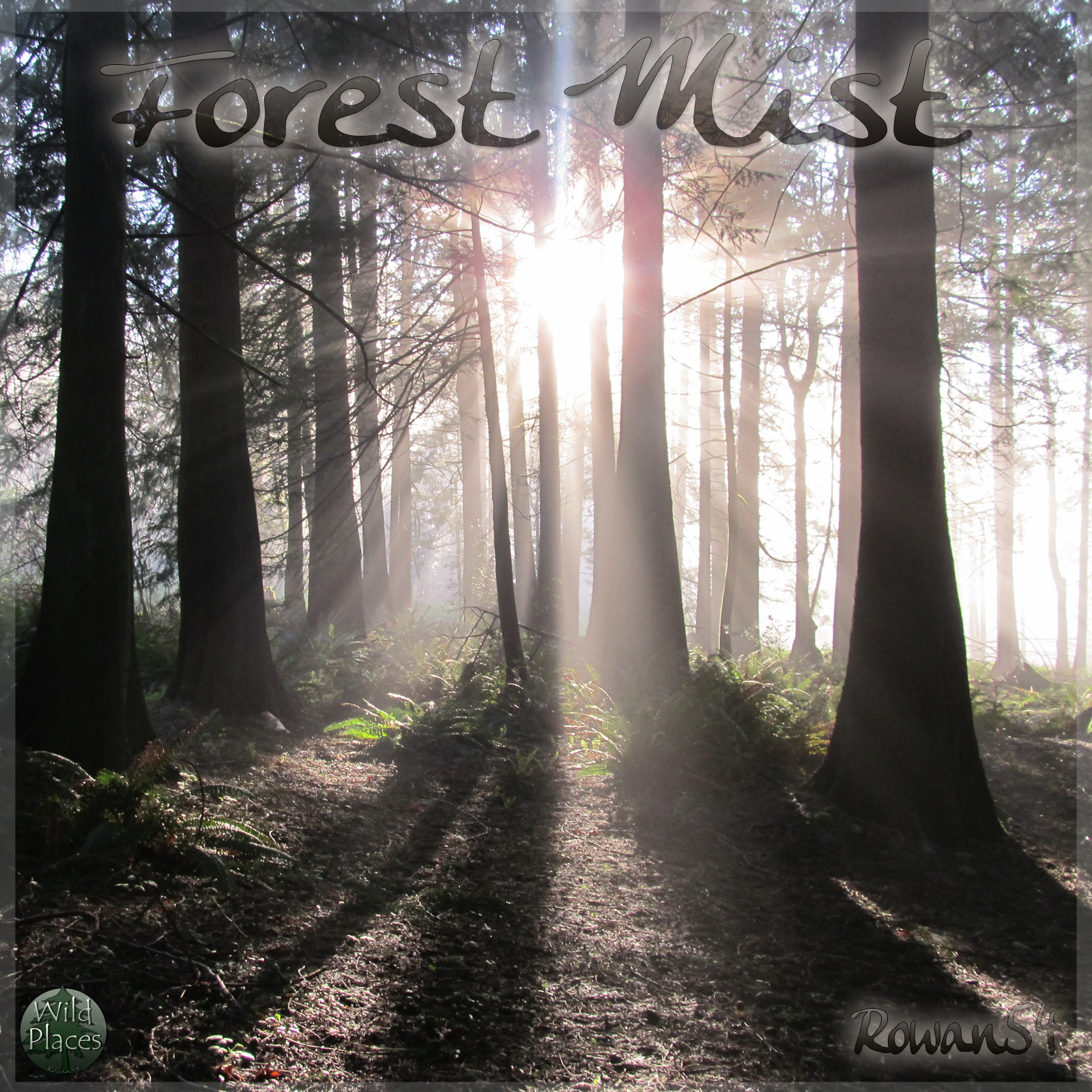 Forest Mist Backgrounds by N/A