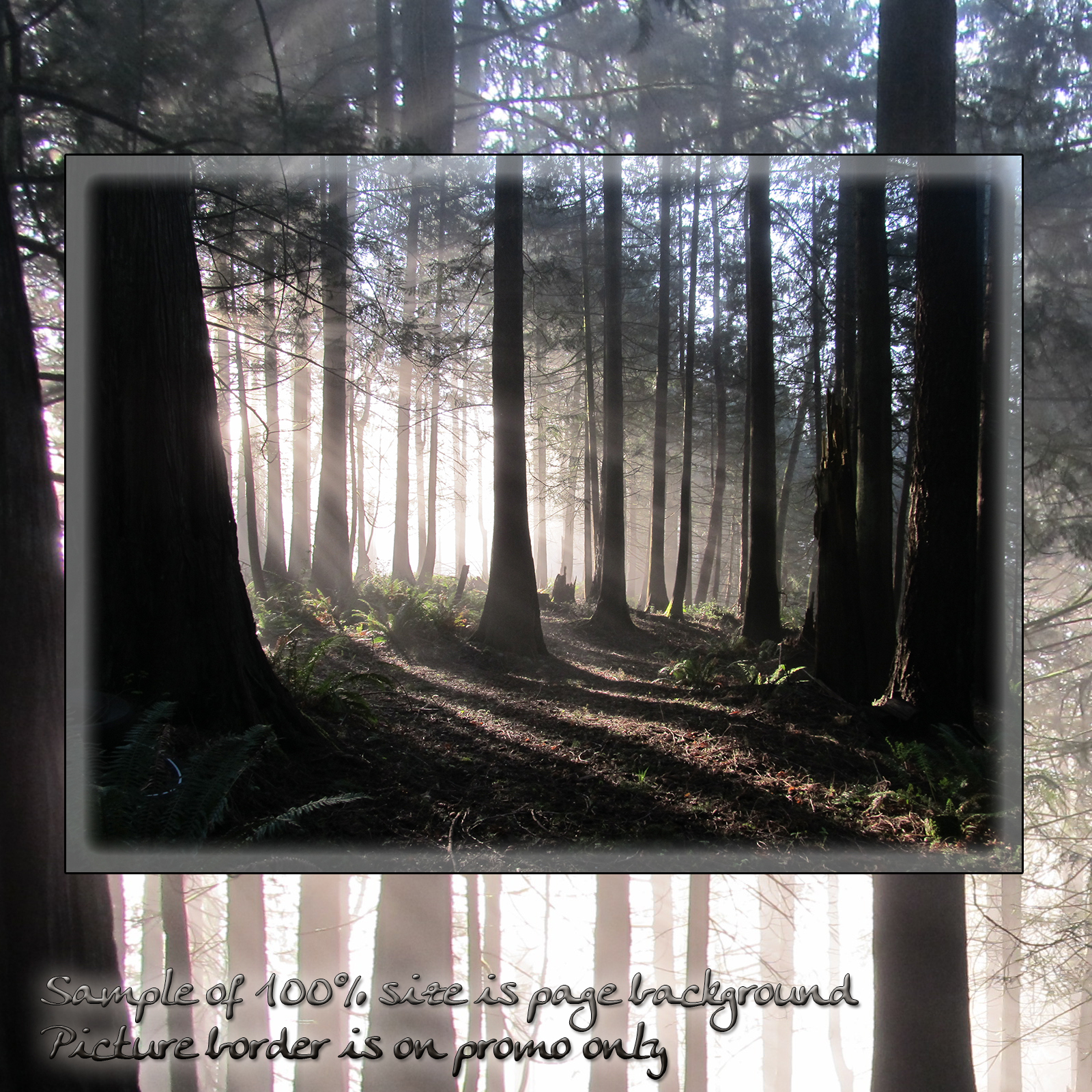 Forest Mist Backgrounds by N/A
